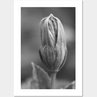 Closeup of Hibiscus Bud in Black and White Posters and Art